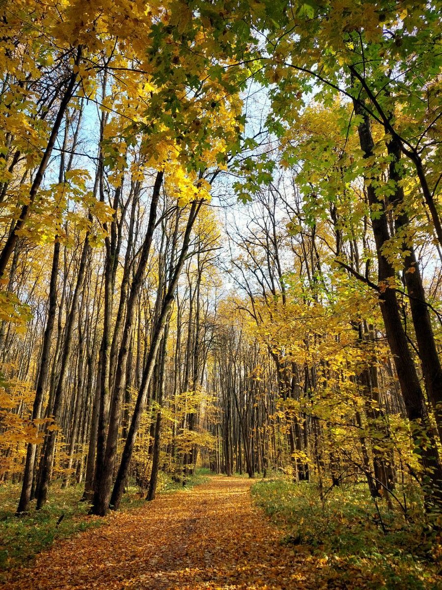 savebitza's tweet image. Золотая осень в Битцевском лесу.
Фотограф Елена Медведева