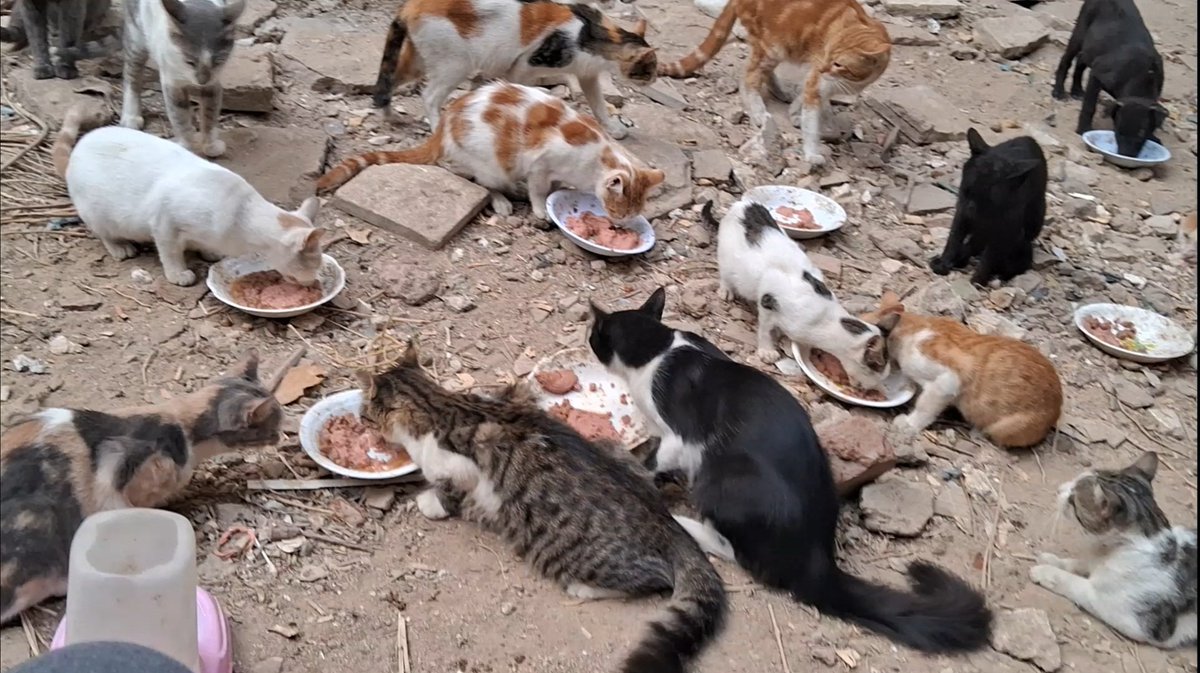 AFS furs are not just pets; they are part of our lives, part of our families. Caring for them gives us strength a small piece of normal life amid hardship, but like them, we too struggle each day to find food, warmth, and safety after losing almost everything due to the w@r.