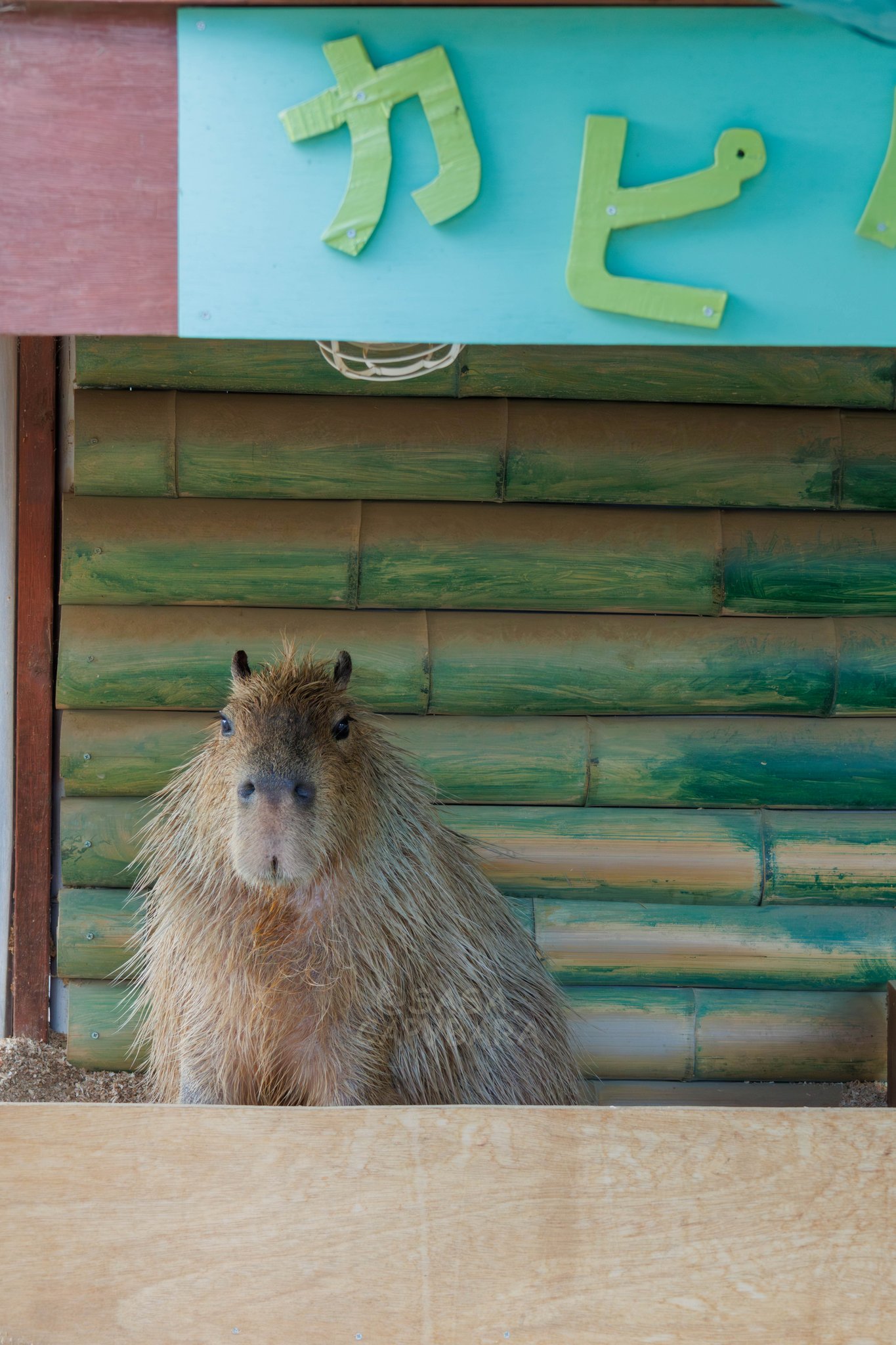 カピ バラ様ꕤ*.゜ Loveloveカピバラ｜チャビマル公式サイト