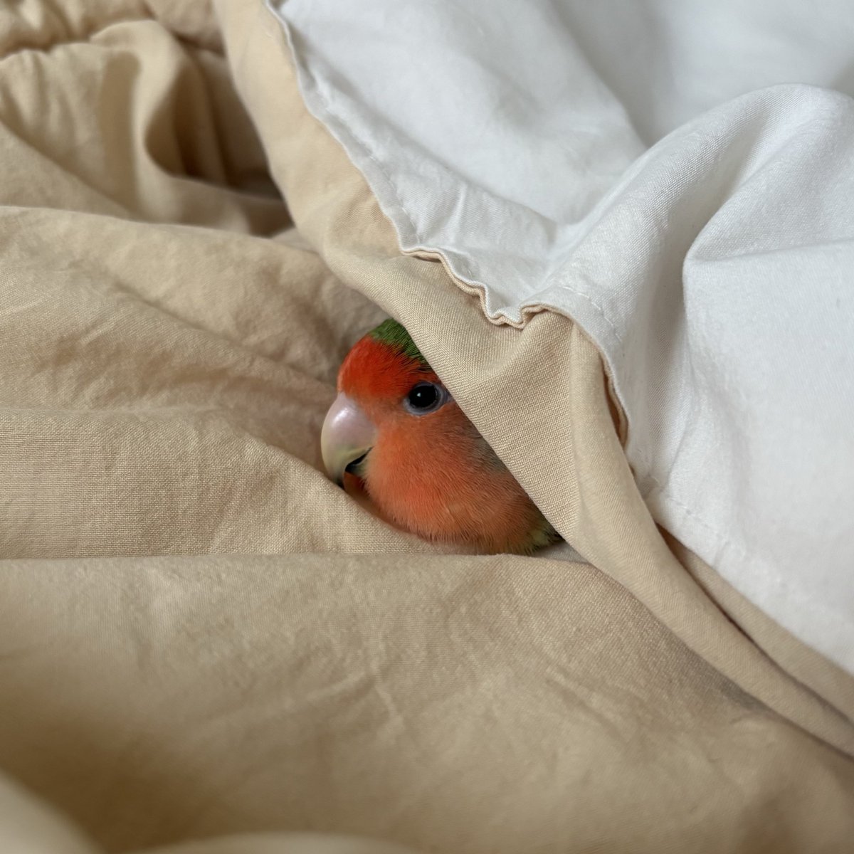 해피는 해피해🧡 tweet media