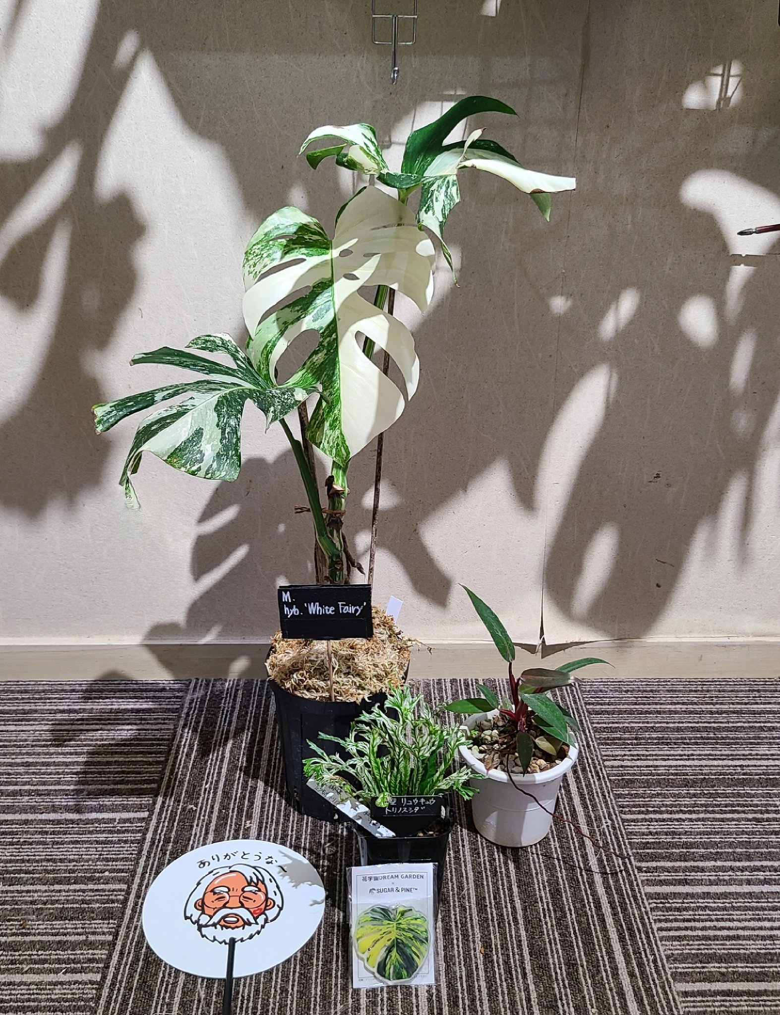 モンステラ　コンパクタ　ドリームガーデン株 メットライフの民🦁 on X: 