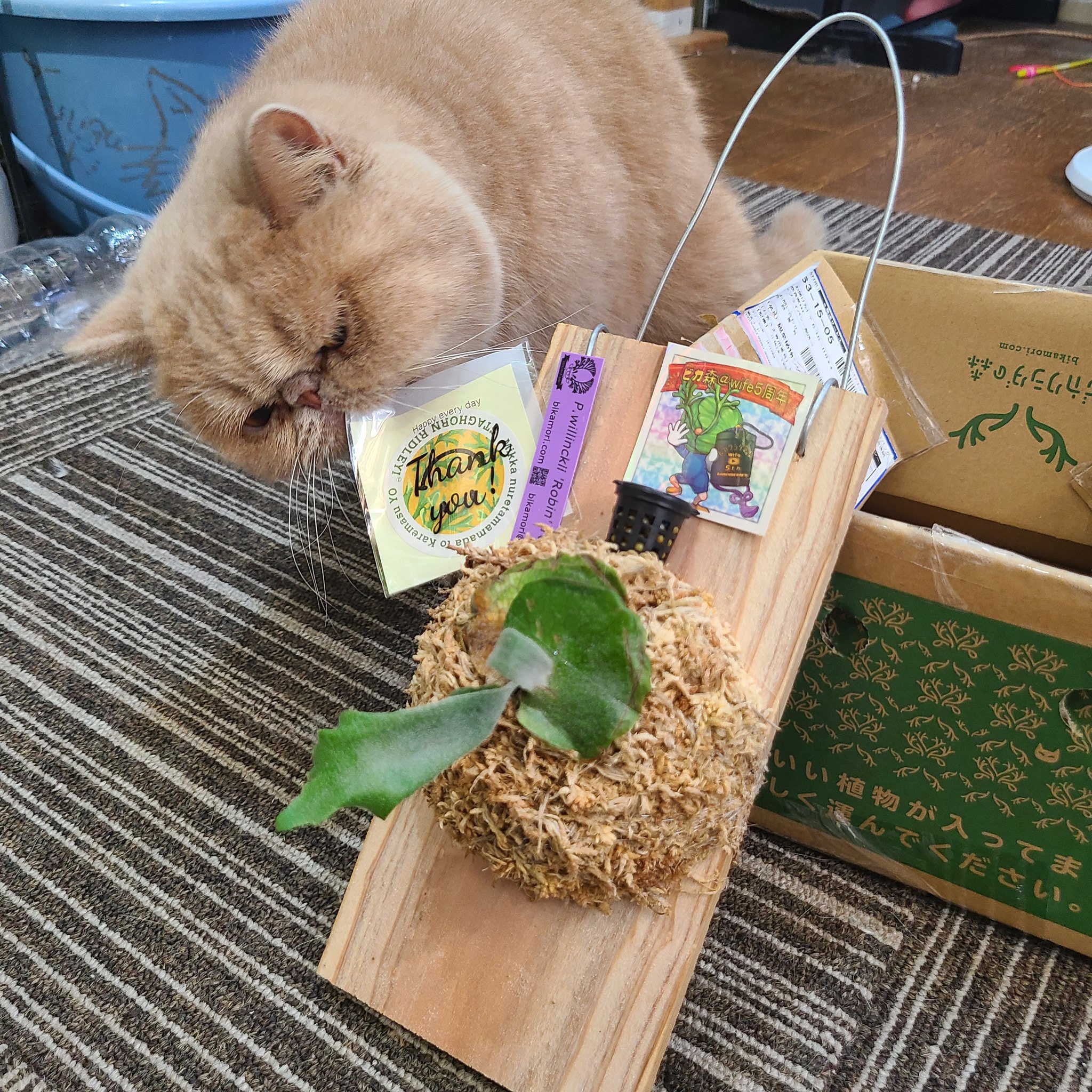 モンステラ　コンパクタ　ドリームガーデン株 花宇宙 第24回 DREAM GARDEN 2025 夏 | miicaのゆびいろ