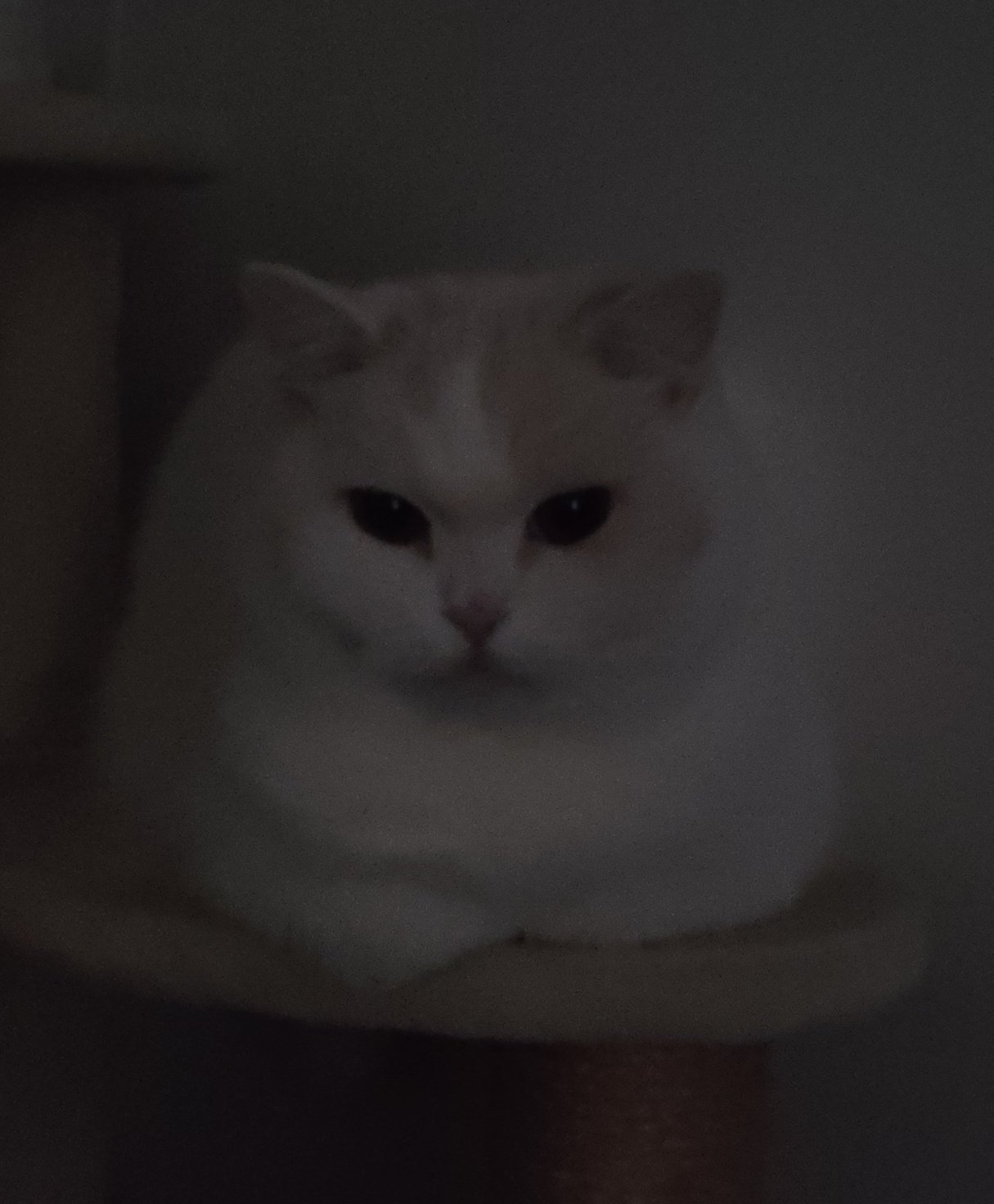 2/2 ふくちゃん 福ちゃん on X: 