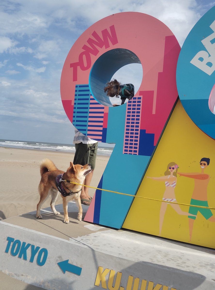 skobeach's tweet photo. 🐶ある日のだいすけ隊員🐶

おーすけにいちゃんと親友だったリクくん。
2人の弟分だいすけとラニくんも仲良しになれそうです💓

本須賀・ダイニング咲さんにて。 https://t.co/SFhvnXnARp