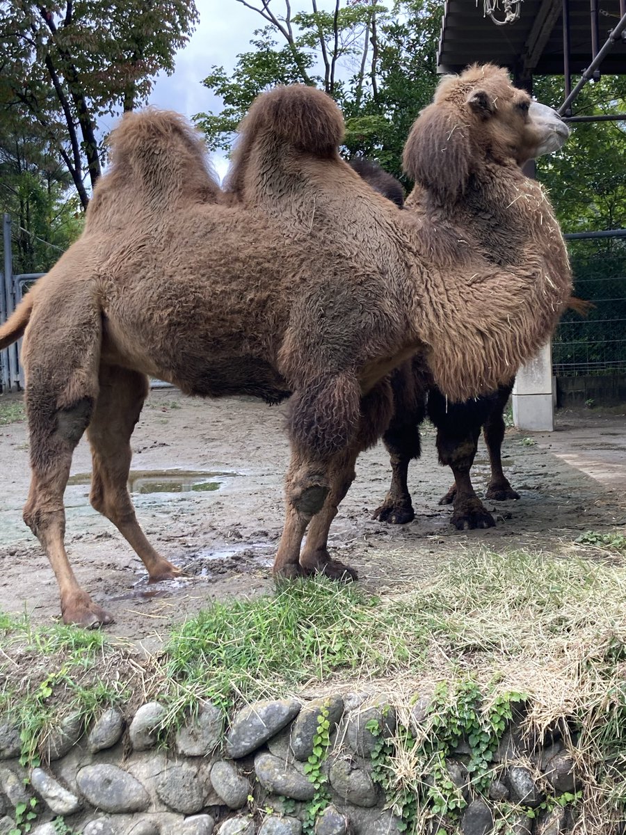 八木山動物公園の感想

猛禽類好きにはたまらない。
キリンがしっかり見れる。
ゾウもしっかり見れる。
フタコブラクダが2頭もいる。
プレーリードッグが近い。
至る所に売店がある。
Tシャツとキャップが他動物園に比べて1000円安い。
◯国人と◯国人がいないので見る人達が静か穏やか