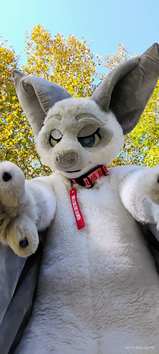 JuniperLuck's tweet photo. You here for snuggles? 
@MihrLuck @BaltimoreBoreal 
#furry #bat https://t.co/hp3hZGnUYW