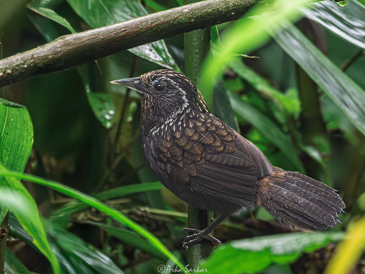 sarkar_arka's tweet photo. Sikkim Wedge-billed Babbler or Blackish-breasted Babbler.
Eaglenest WLS, Arunachal Pradesh, April 2025

#IndiAves  #birds #feathersofasia #birdphotography  #nature #NaturePhotography #birdwatching #birding  #WaytoWild 
@Avibase
@orientbirdclub https://t.co/YbJSmAGuoR