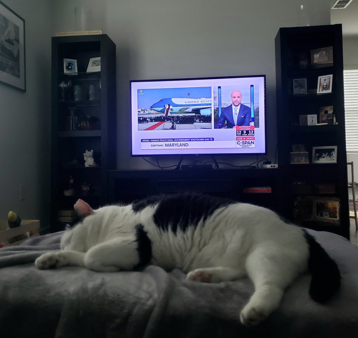 Watching C-SPAN
with Bandit.
A great way to start today. <a href="/cspanwj/">Washington Journal</a> 
<a href="/CSpanreview/">The CSPAN Review</a> 
#peaceday 
#catsofx 
#Israel #MAGA