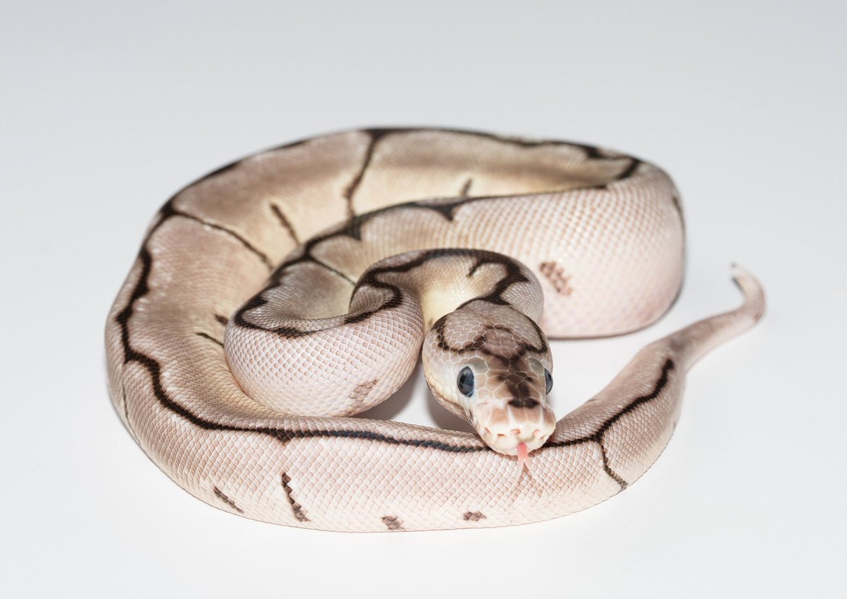 TT_REPTILES's tweet image. 販売個体紹介
✶スパイダーVPIアザンクラウン♀
価格はホームページに掲載しております。
tt-reptiles.com/contents/categ…
#ボールパイソン
#Ballpython
#スパイダー
#VPIアザン
#アザンクラウン
#OzzyBoids
