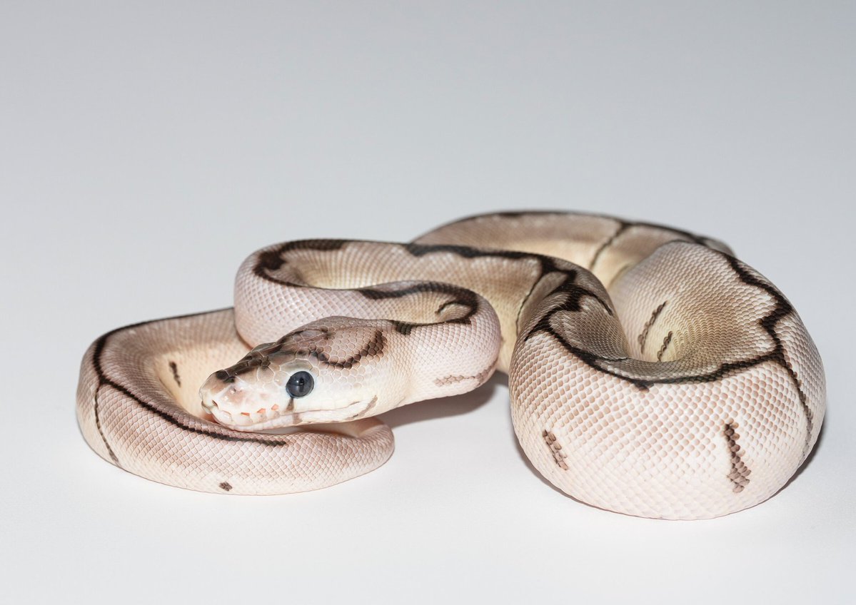 TT_REPTILES's tweet image. 販売個体紹介
✶スパイダーVPIアザンクラウン♀
価格はホームページに掲載しております。
tt-reptiles.com/contents/categ…
#ボールパイソン
#Ballpython
#スパイダー
#VPIアザン
#アザンクラウン
#OzzyBoids