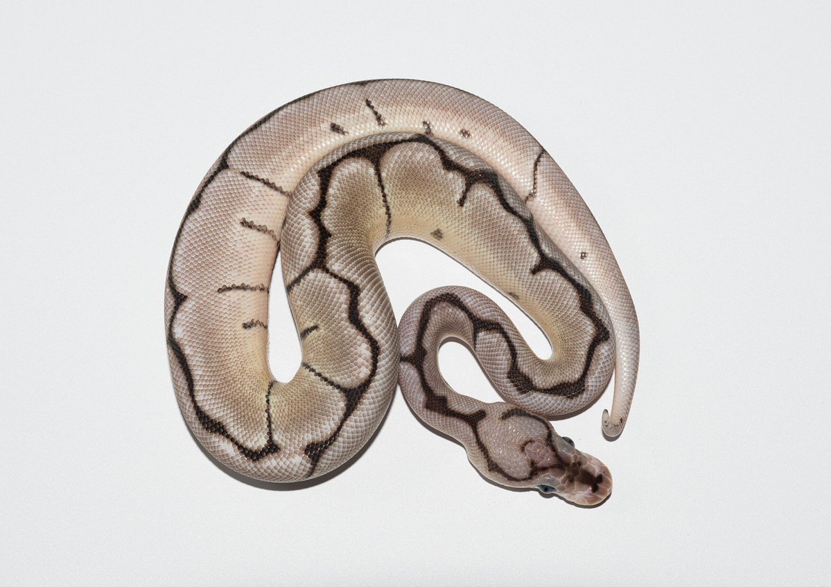TT_REPTILES's tweet image. 販売個体紹介
✶スパイダーVPIアザンクラウン♀
価格はホームページに掲載しております。
tt-reptiles.com/contents/categ…
#ボールパイソン
#Ballpython
#スパイダー
#VPIアザン
#アザンクラウン
#OzzyBoids