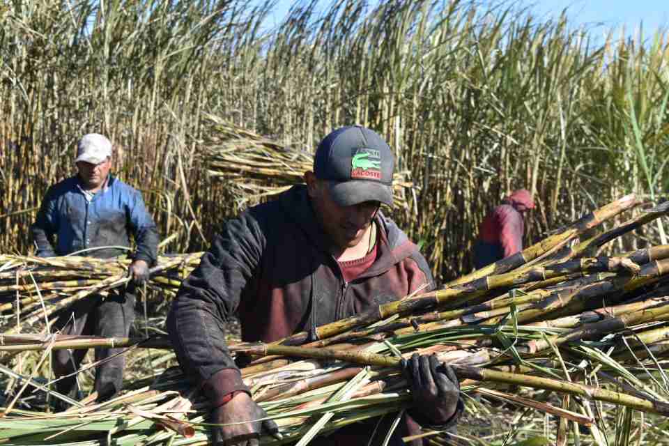 anelys_ramirez's tweet image. FELICIDADES a trabajadores azucareros y bancarios en su día #tagusco #SanctiSpirítusEnMarcha #AZCUBA #BPA #Bandec @DiazCanelB @DeivyPrezMartn1 @AlexisLorente74 @sehara_yanuaria  @RodriguezM68855 @LeyanisReyesLora