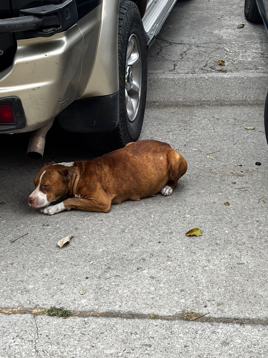Ciudadela Guayacanes tweet media