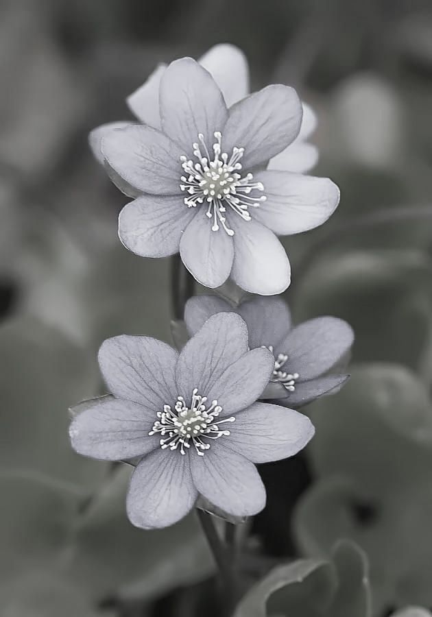 RobloxAmPlayer's tweet image. Reply for a color!
My color: gray 🩶
Character: Stitch
Aesthetic: sky + clouds
Food: macarons
Flower: Hepatica