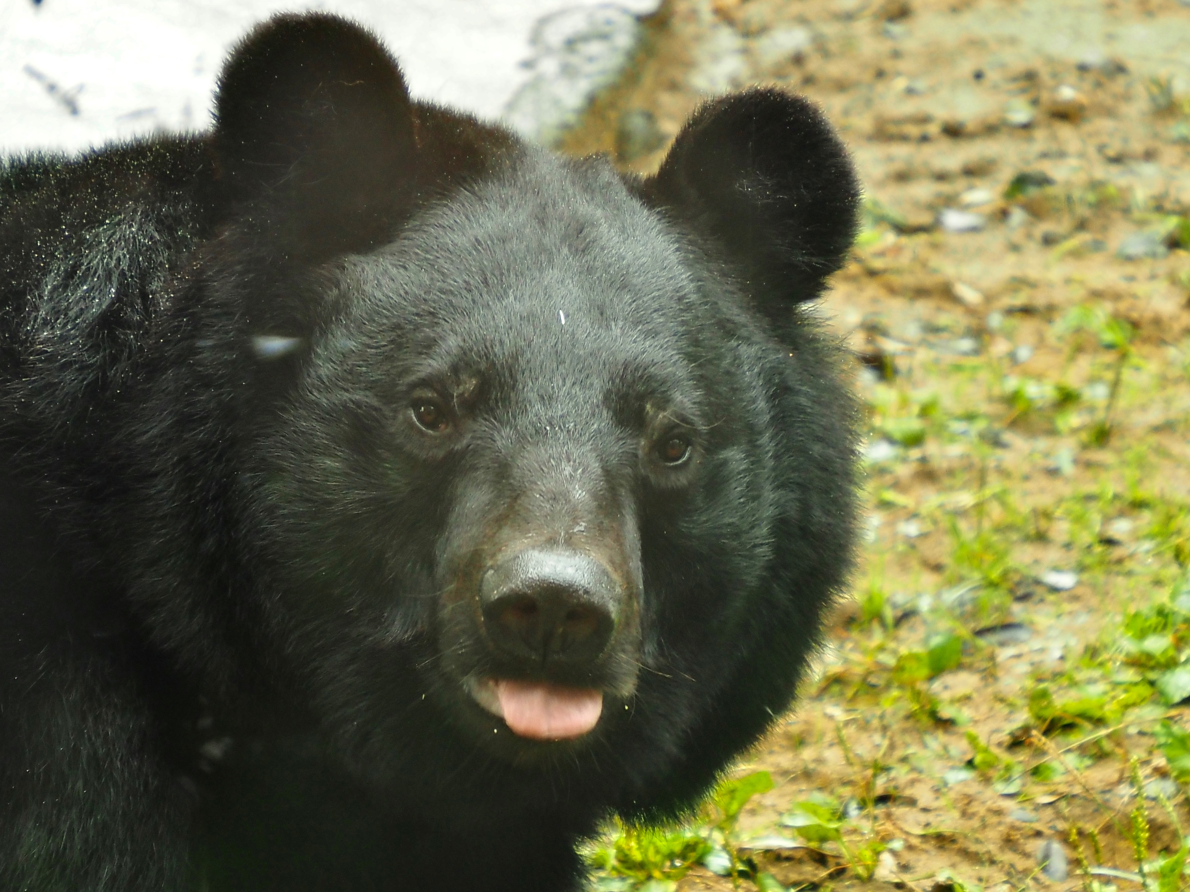 ツバサ様 ツバサ - অনুসন্ধান / X