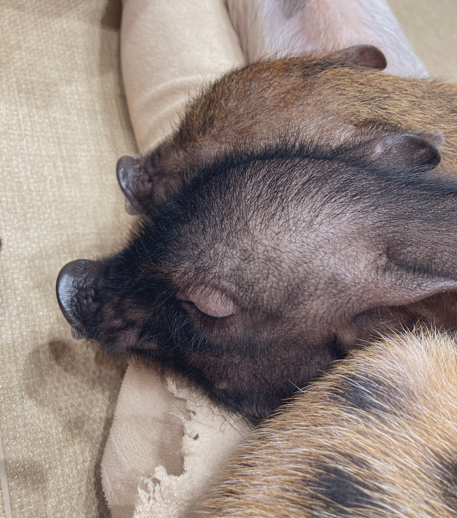 もちこページ もちこ (@mochiccco) / X