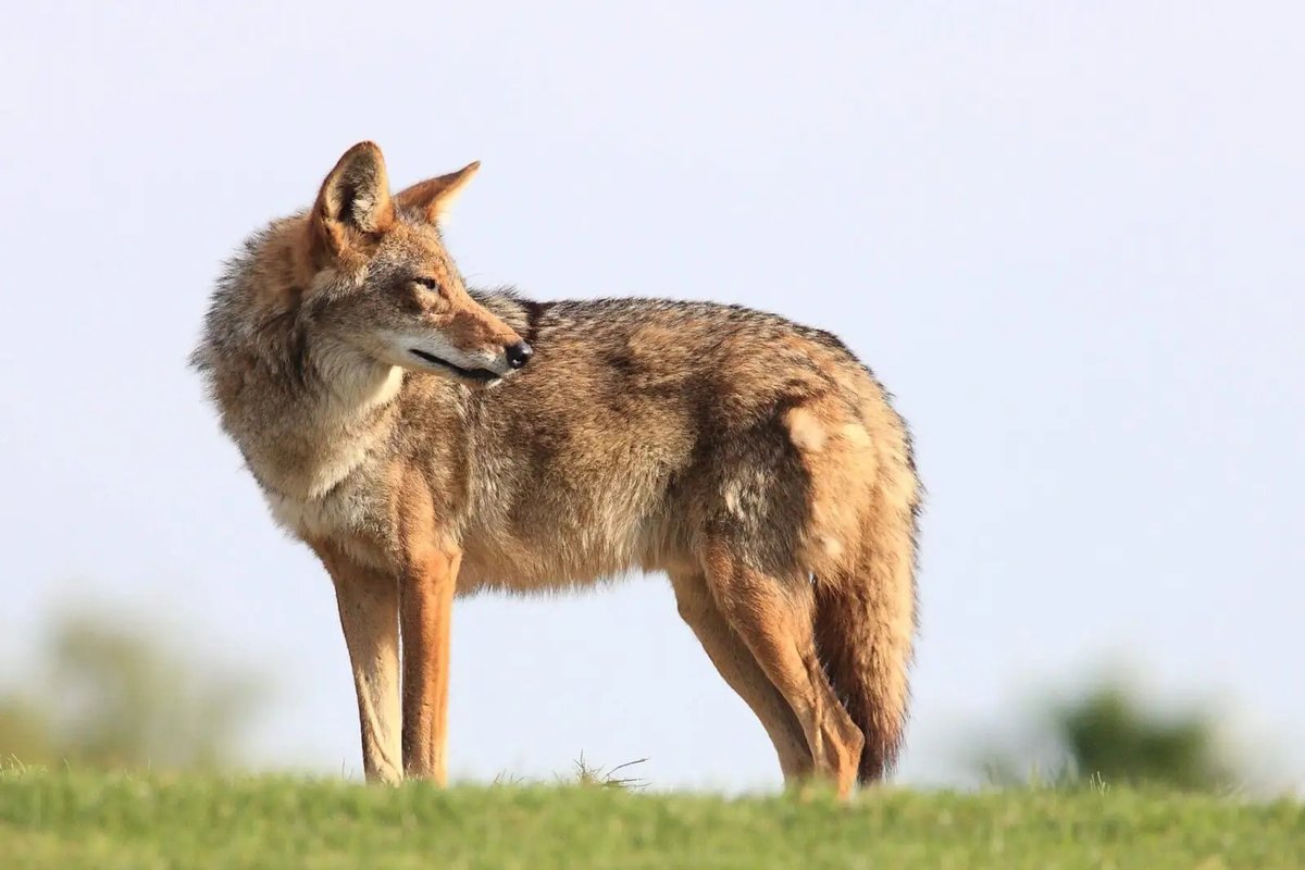 TPCMag's tweet photo. Word Wednesday - Catch Circle

Definition: The bare, trampled circle left behind after a trapped animal struggles at a set.

Do you remake catch circles or move on to a fresh spot?

#WordWednesday #TrappingTerms #TraplineTalk #PredatorTrapping #FurTakers #TrappingEducation https://t.co/CwGS75llwF