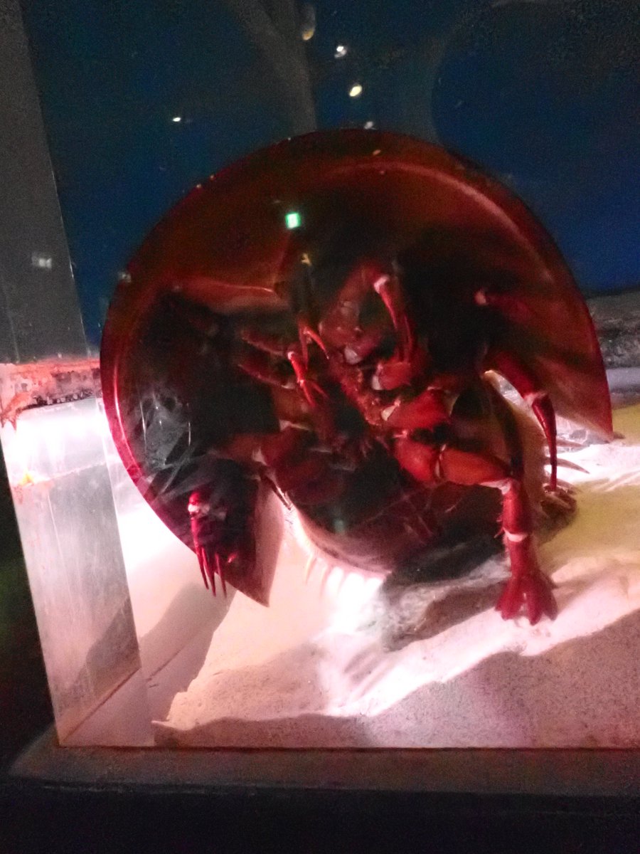 dakomashi's tweet photo. @tan_sui_kabutz 鳥羽水族館のあまり注目されないかわいい子たち
オウムガイ最高！ https://t.co/GILJsJUhNR