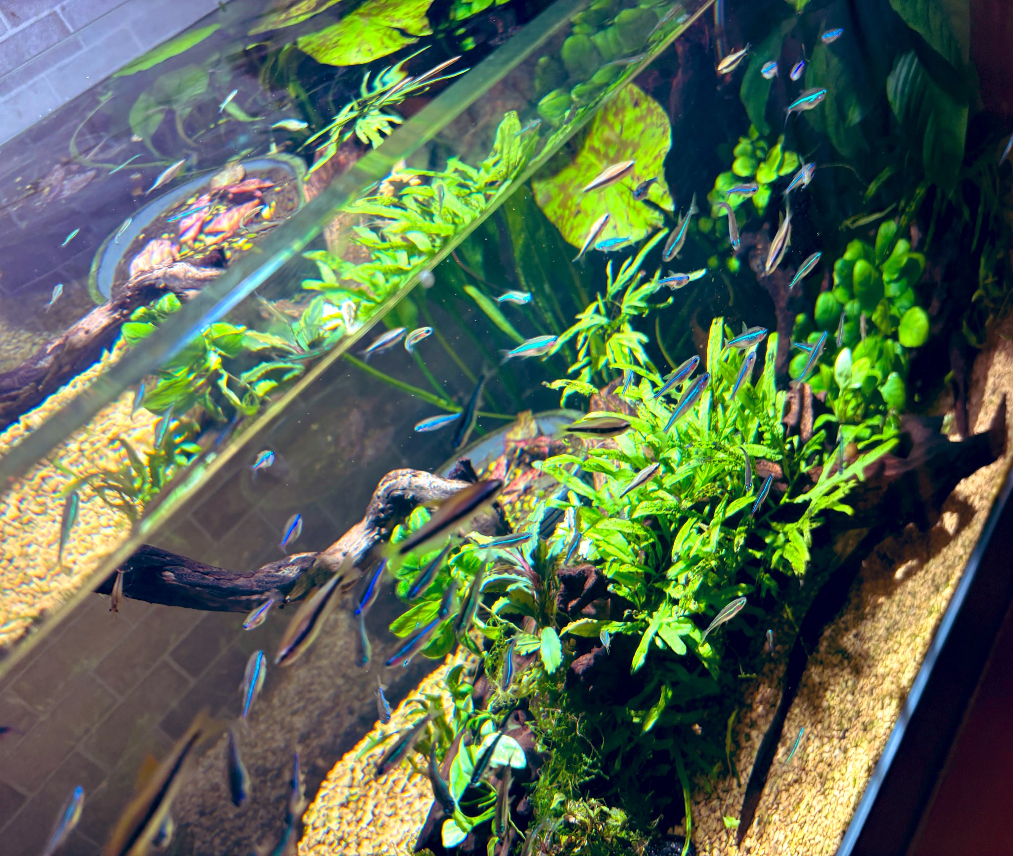ポンさん専用 オーダーイモリウム水槽 トキワ🌿 (@tokiwa_aquarium) / X
