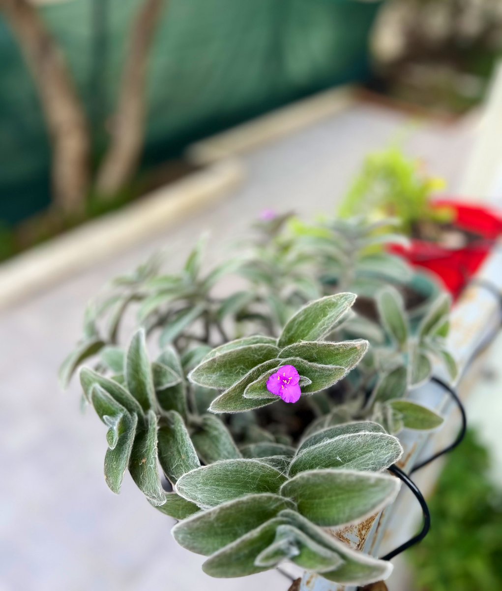 Ήταν ένα λουλούδι που δεν μου άρεσε καθόλου, σχεδόν ξεχνούσα να το ποτίσω. Χθες έβγαλε αυτό το λουλουδάκι και ξάφνου άλλαξε ο τρόπος που το κοιτάζω. Και σκέφτηκα ότι (με) κέρδισε με την επιμονή του …