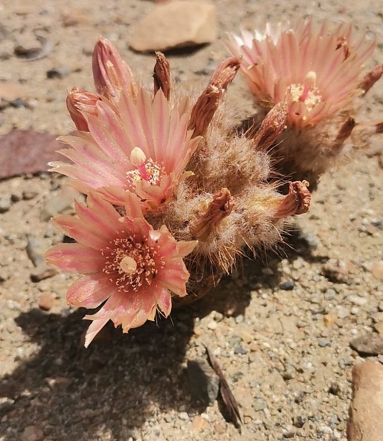 The Atacama Desert is blooming - a rare superbloom visible from space 🌸 
Over 200 wildflower species emerged after Jul–Aug 2025 rains (~60 mm, ~30× annual). Bloom peaks now–mid-Nov and lasts ~6–8 weeks. 
Visit Llanos de Challe respectfully. 
Photo Credits: REUTERS/Rodrigo
