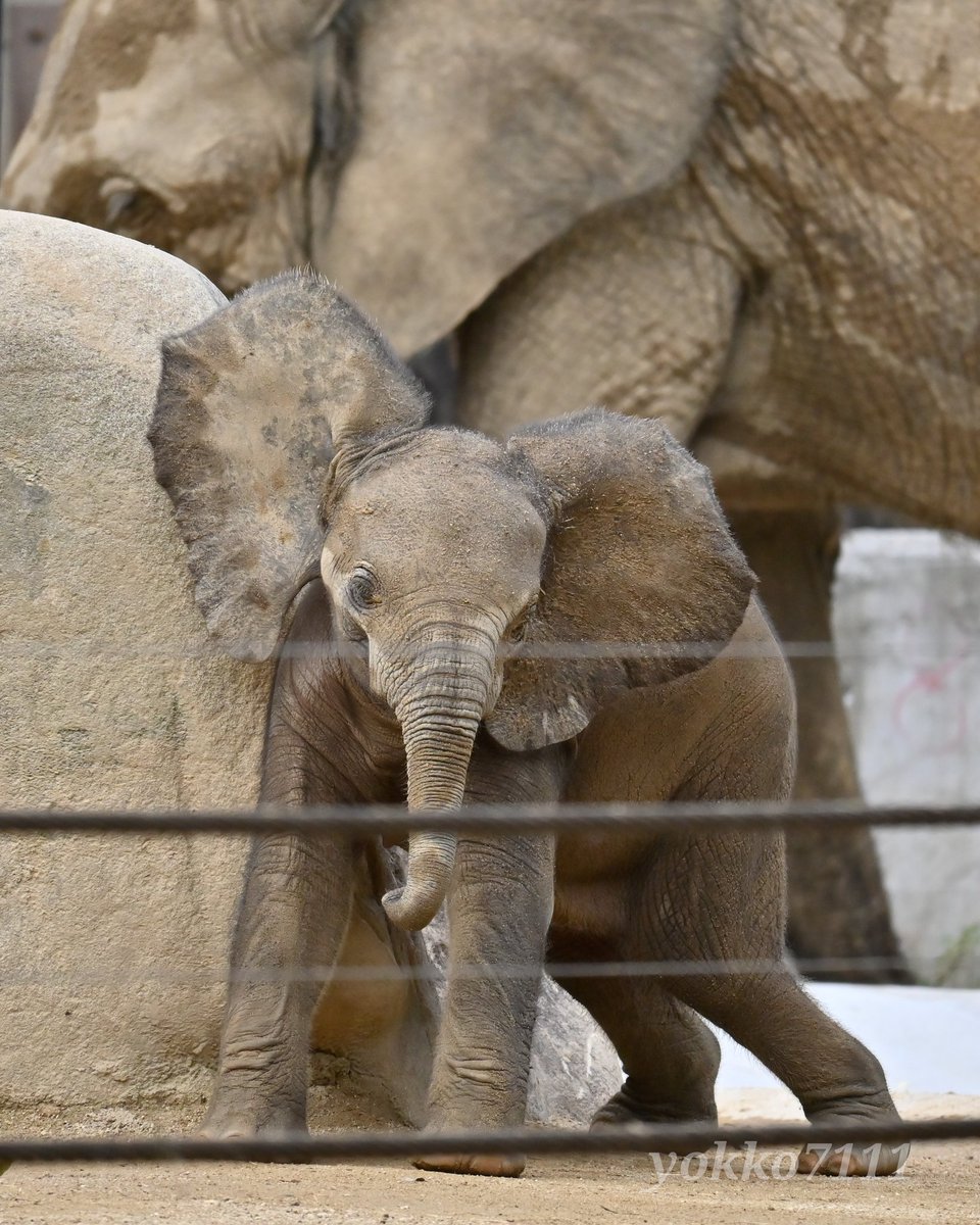 大きな丸い耳
#マルミミゾウ #マルミミゾウの赤ちゃん #安佐動物公園