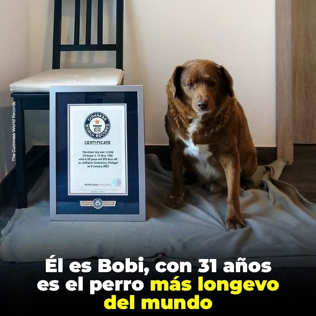🐾✨ Bobi, el perro más longevo del mundo ✨🐾

Esta adorable estrella de cuatro patas se llama Bobi, y ha pasado a la historia por una razón extraordinaria: ¡vivió 31 años y 165 días! 🎂🐶

Nacido en Portugal en 1992, Bobi fue reconocido oficialmente por el Libro Guinness de los