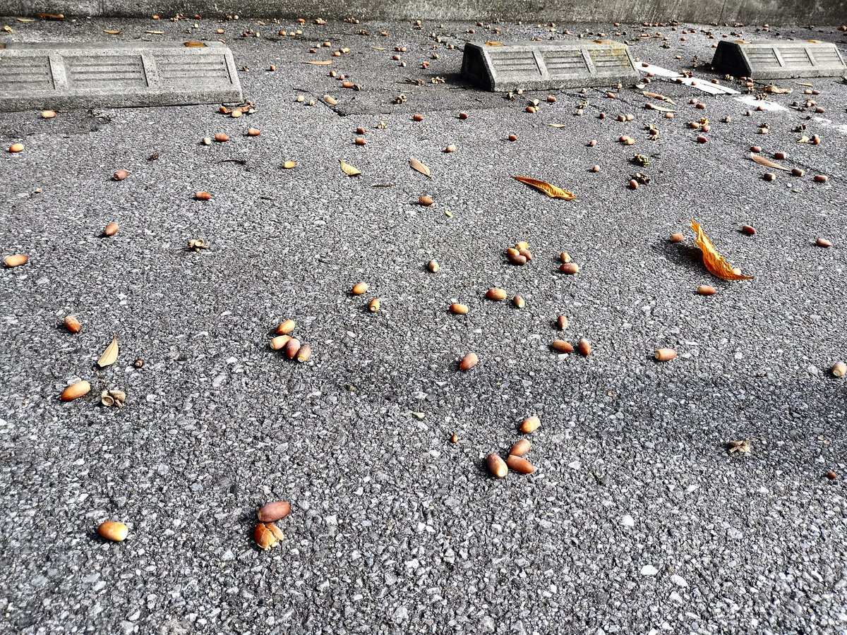 宇都宮市役所駐車場のドングリ
いい歳した大人だけど、ドングリを拾い、鉢植え栽培してます
趣味です
ビッグサイズドングリなので、今うちで育ててるものとは種類が違うみたい🤔
植えた時には一方的にお知らせします🫡🫡
#ドングリ　#どんぐり