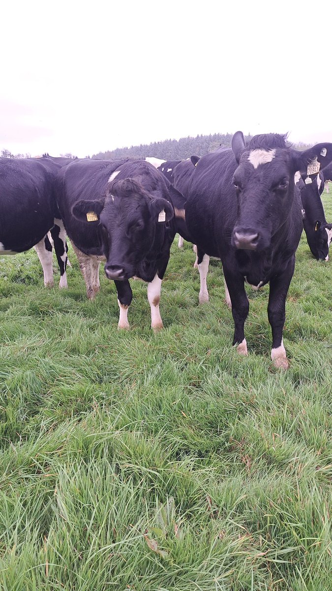 antoslats's tweet photo. Some excess heifers for sale if anyone has any interest. RTs appreciated. Milk solids kgs to over 600kgs in dams. Herd average for 2024 580kgs on coop report. All pedigree stock from the vee valley herd. Sired by dragonet lunser slash and francis https://t.co/fxBDSiV7Tf