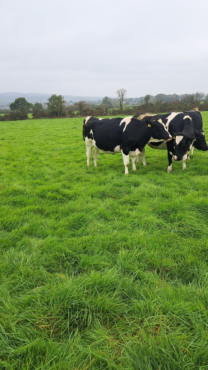 antoslats's tweet photo. Some excess heifers for sale if anyone has any interest. RTs appreciated. Milk solids kgs to over 600kgs in dams. Herd average for 2024 580kgs on coop report. All pedigree stock from the vee valley herd. Sired by dragonet lunser slash and francis https://t.co/fxBDSiV7Tf