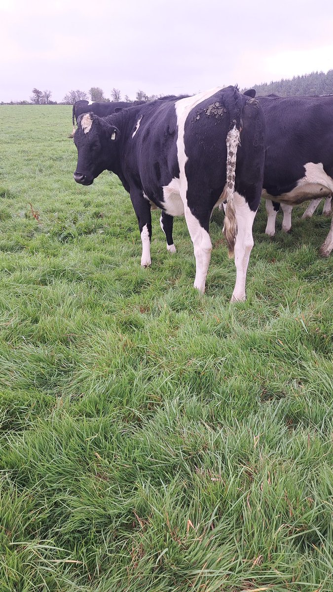 antoslats's tweet photo. Some excess heifers for sale if anyone has any interest. RTs appreciated. Milk solids kgs to over 600kgs in dams. Herd average for 2024 580kgs on coop report. All pedigree stock from the vee valley herd. Sired by dragonet lunser slash and francis https://t.co/fxBDSiV7Tf