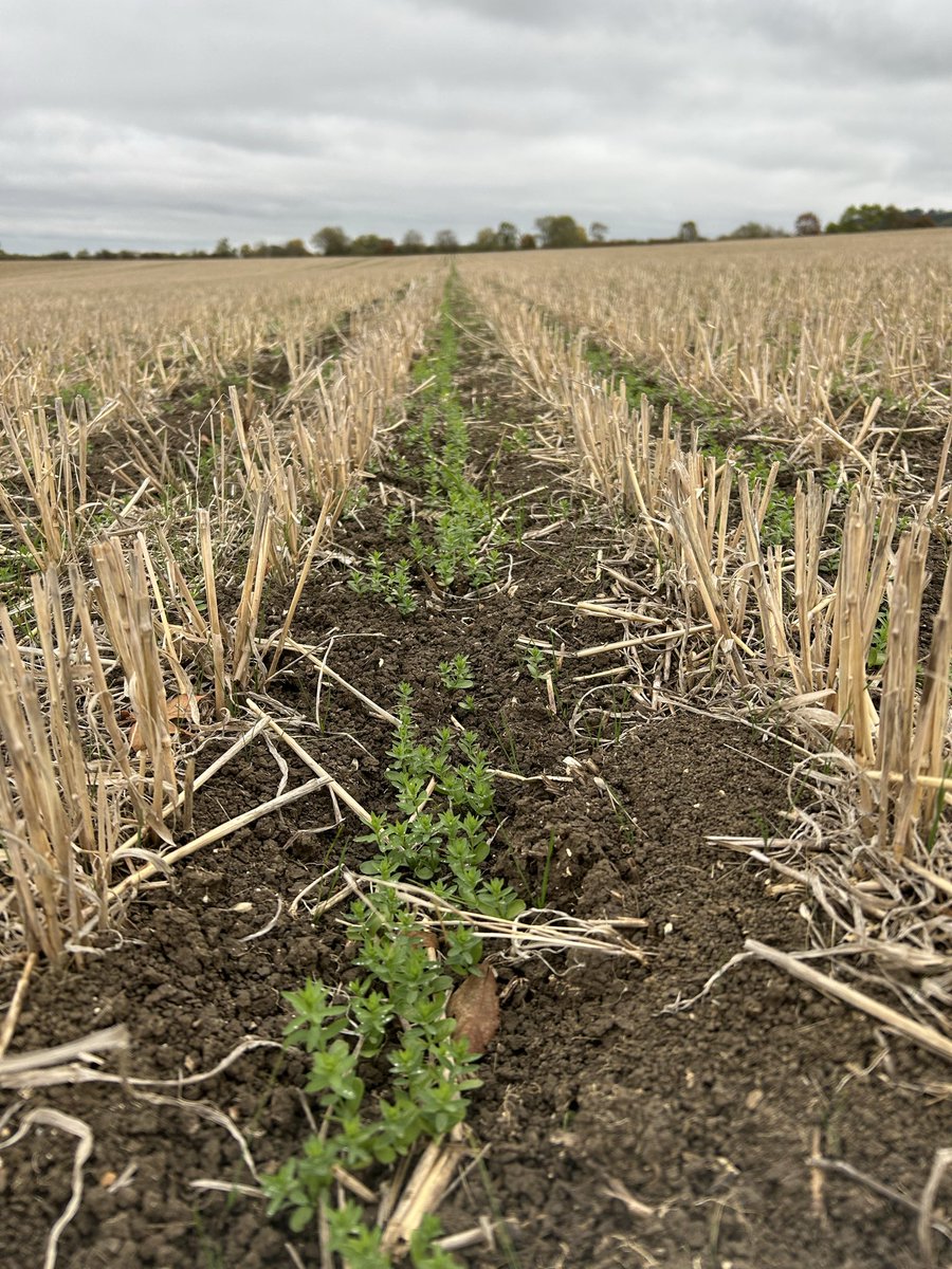 foxall_hannah's tweet photo. Winter #linseed in Oxfordshire coming along nicely @PremiumCrops @Sig_ologist https://t.co/ADkZmHPyUg