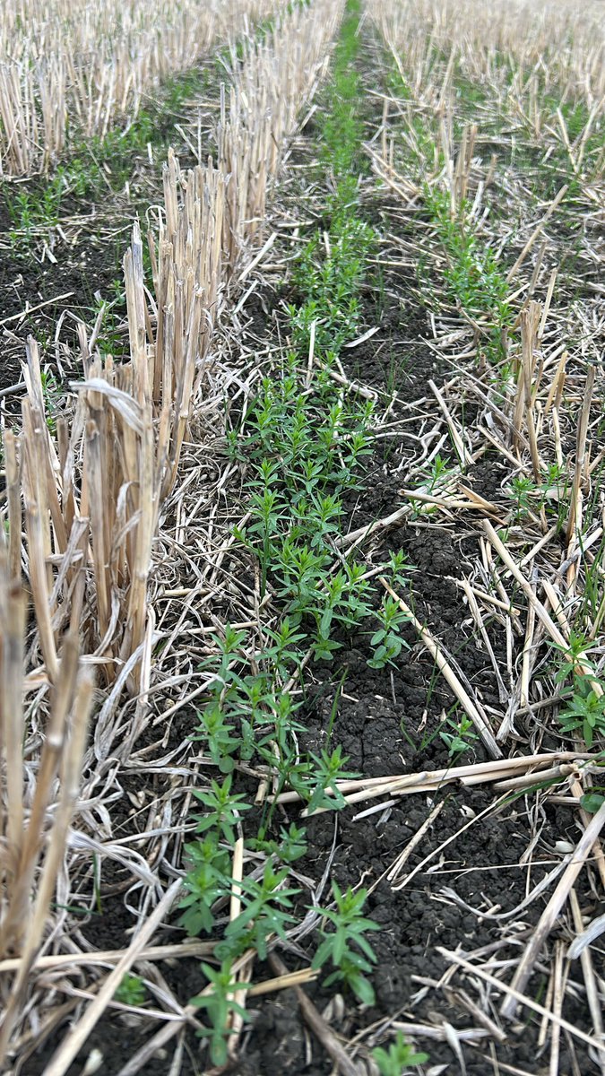 foxall_hannah's tweet photo. Winter #linseed in Oxfordshire coming along nicely @PremiumCrops @Sig_ologist https://t.co/ADkZmHPyUg