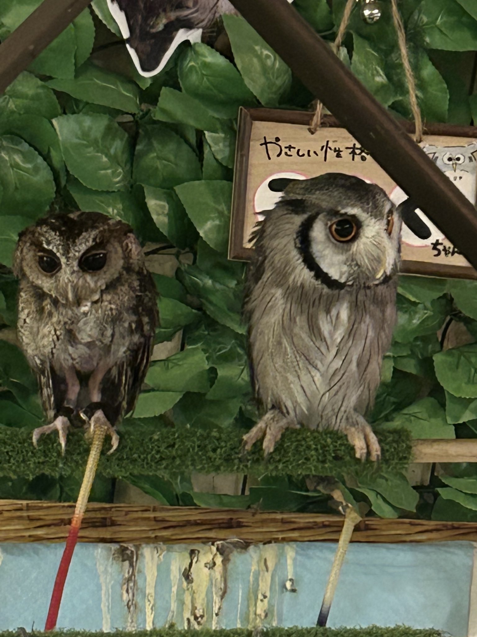 フクロウ様　まとめ フクロウ 置物 白金 二色 風水 縁起物 二種 : 菱がたオンライン