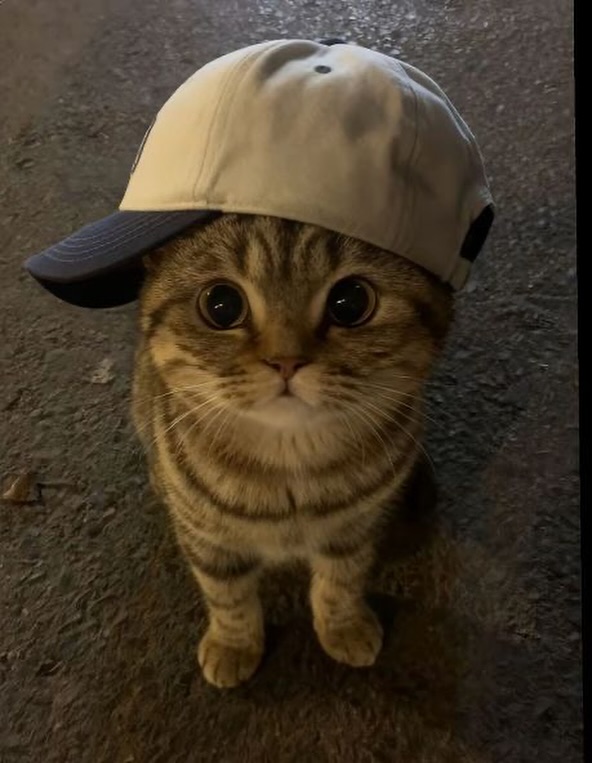 smol silly cat (@catsillyness) on Twitter photo 