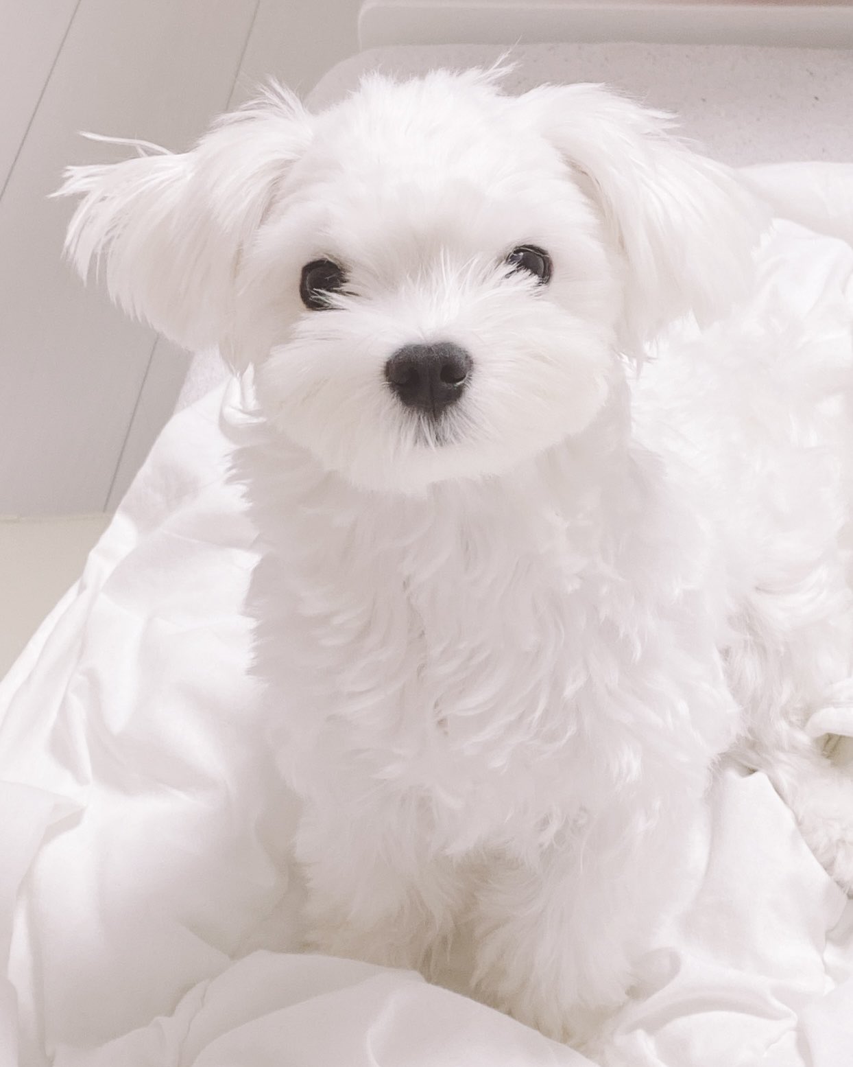 am︎︎☁11/15-16 デザフェス62 (@am_am_s2) / X