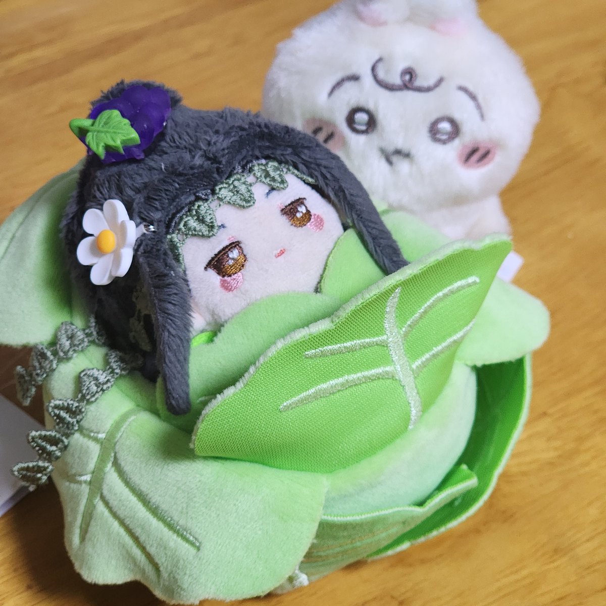 우리집에 아기옥배추 하나 열렷음