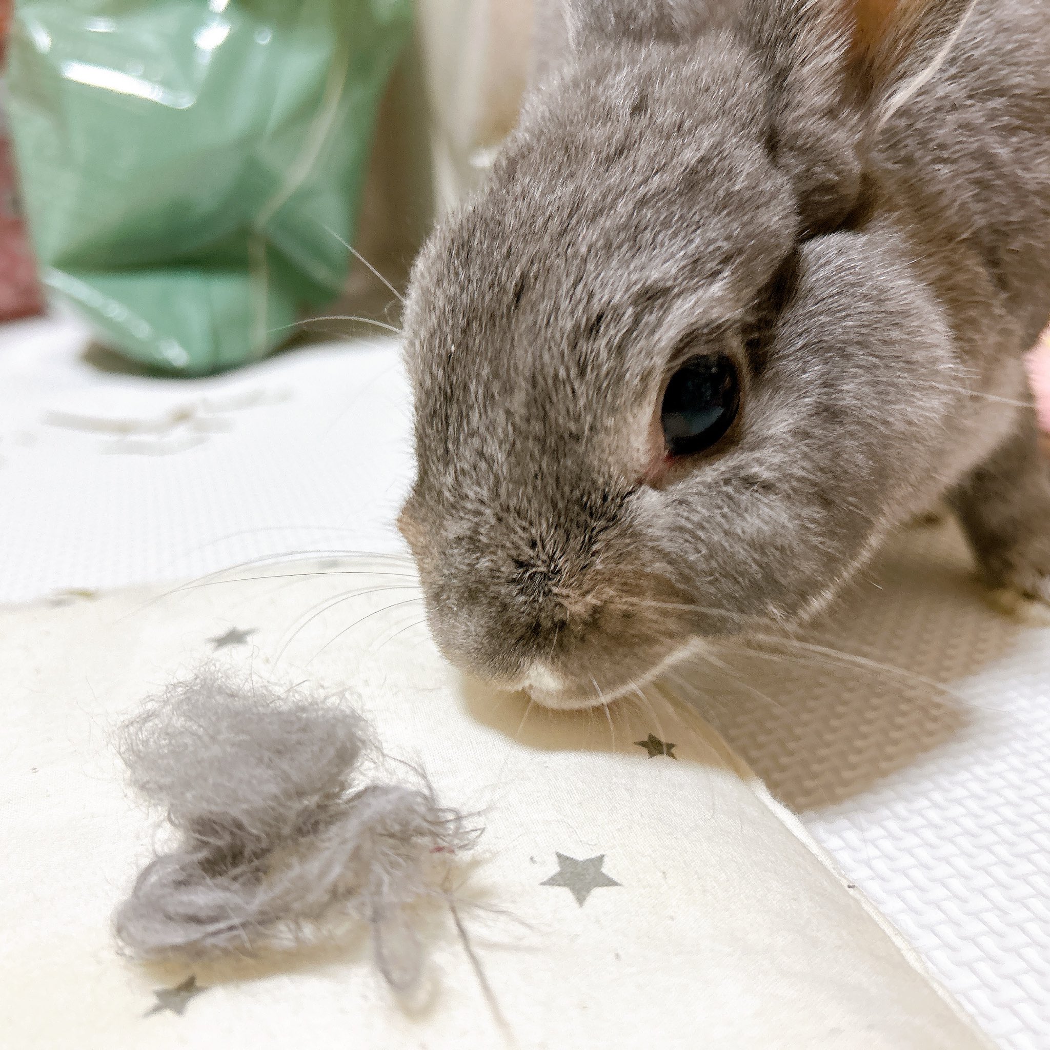 うさぎちゃん on X: 