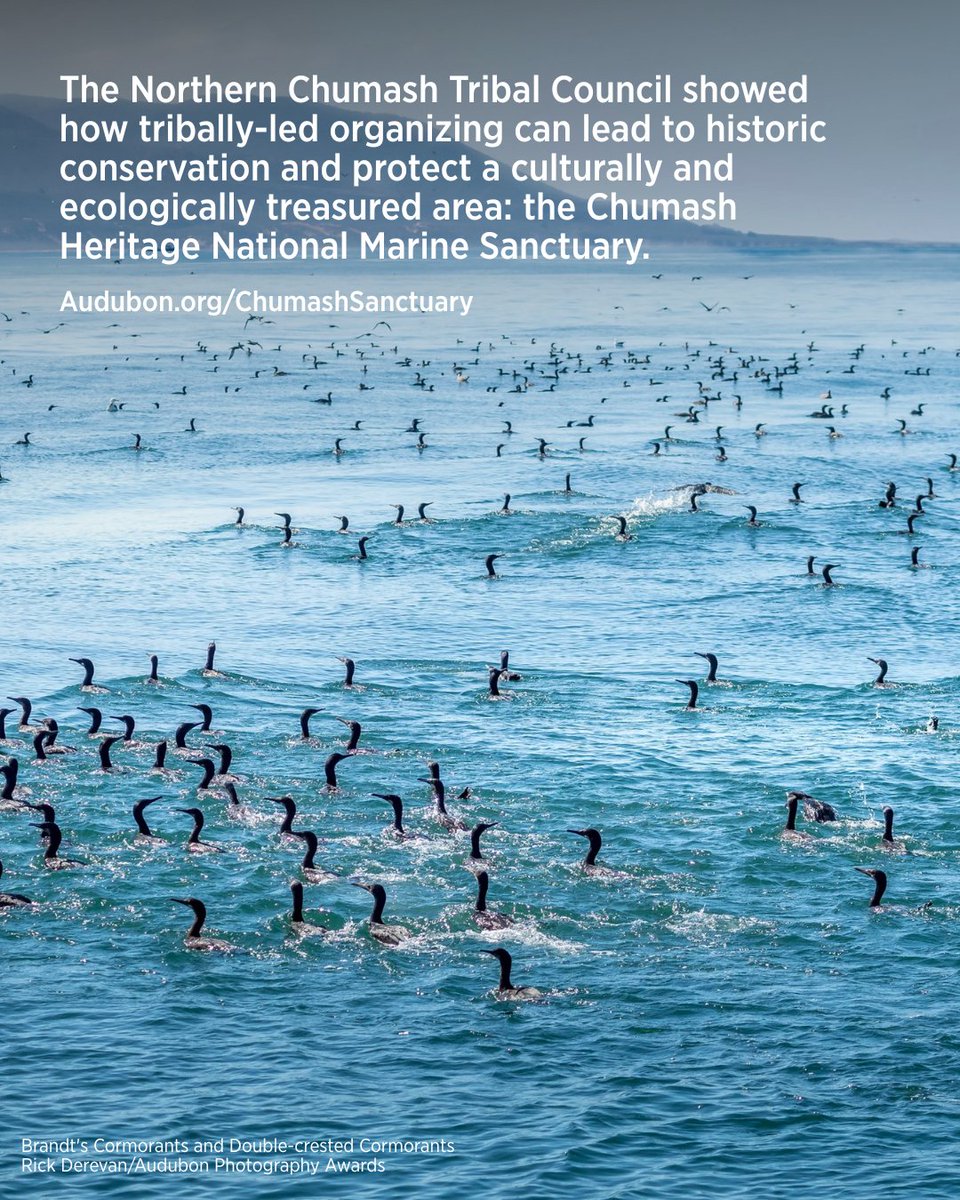 In honor of Indigenous People's Day, we're celebrating the successes of Indigenous-led conservation. Learn about four of these wins.