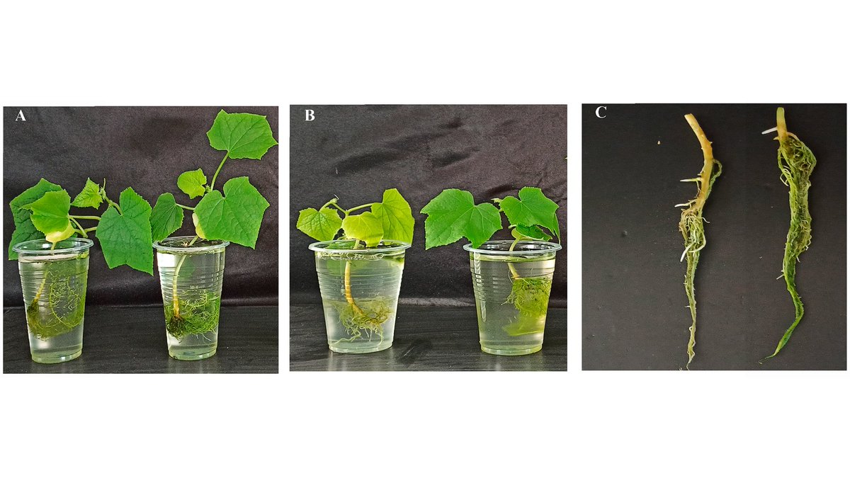 Plants_MDPI's tweet image. 🌿 #Bacillus subtilis TCX1 from Ambrosia artemisiifolia shows strong #biocontrol against cucumber Fusarium wilt 🌱

It inhibits fungal growth, boosts #defense enzymes &amp;amp; promotes plant health — a dual #biofertilizer + biocontrol solution!

🔗 Read more: brnw.ch/21wWA0y