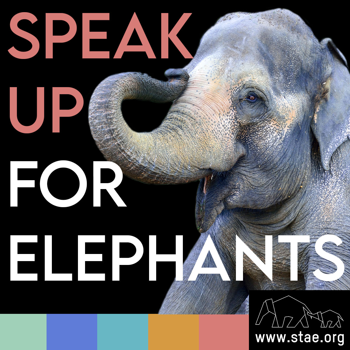 Save The Asian Elephants tweet media