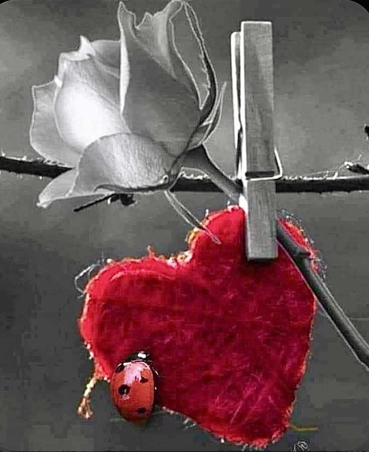 Manchmal kann Liebe so:
Und ich bringe dein Herz wieder zum lachen,deine Schmerzen zum schweigen und verwandel deine Tränen in Freude.