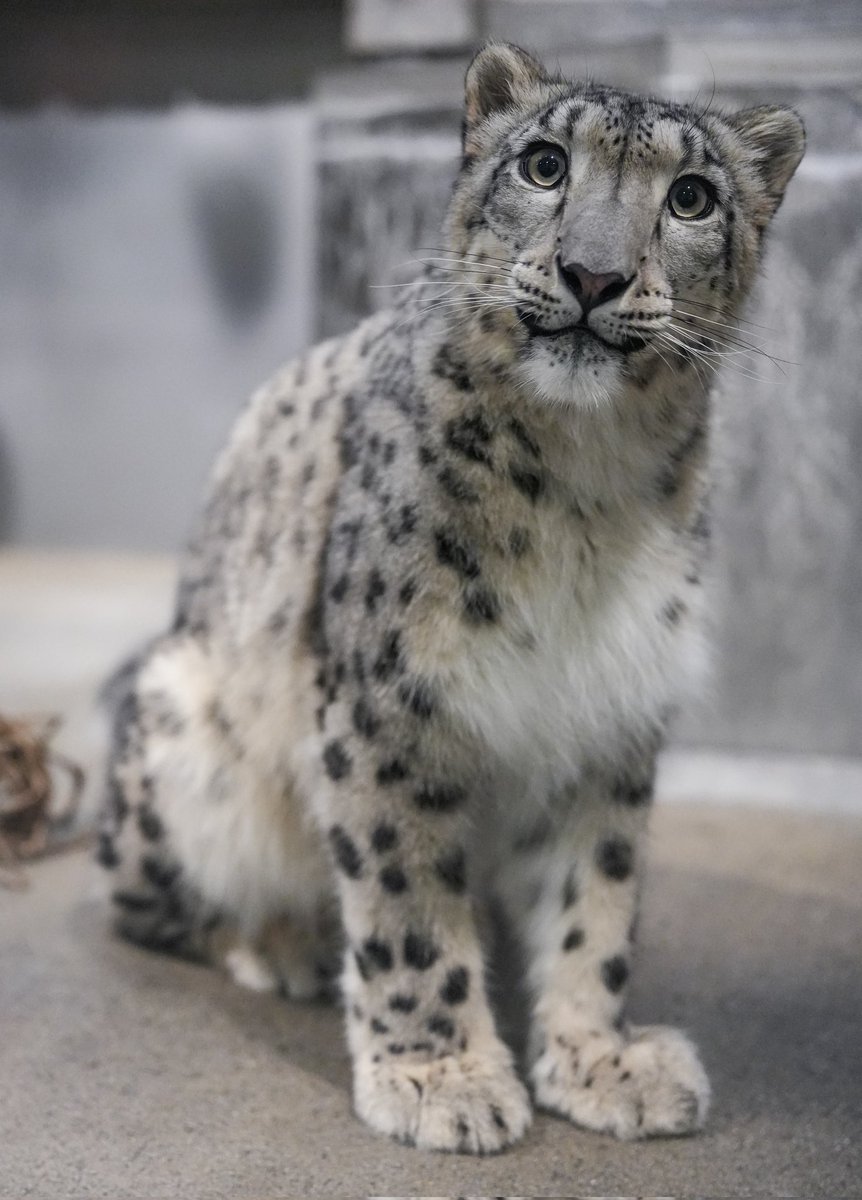black03_white03's tweet image. ほんとに可愛すぎん？？🤦‍♀️💕💕💕

 #いしかわ動物園
 #ユキヒョウ
 #ヒメル
📷251013