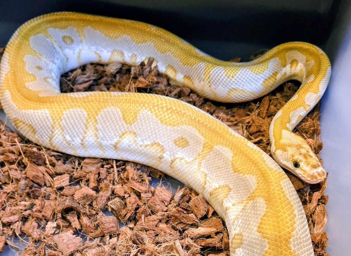 champpythons's tweet image. 0.1 Spotnose, Lesser, Clown, Het DG