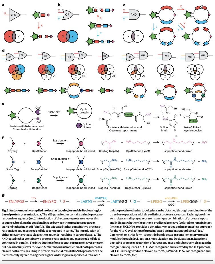 Many people think of proteins as having a biological function — catalyze reactions, detect pathogens, etc.

At a higher level, though, proteins are programmable materials. They are an advanced form of nanotechnology, made from templates that we can read and write and understand.