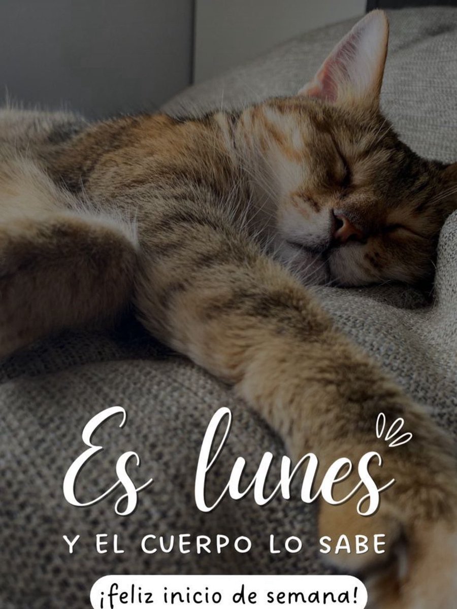 Vetsanpablo's tweet photo. Feliz inicio de semana 🐱 https://t.co/5KozhVX09K