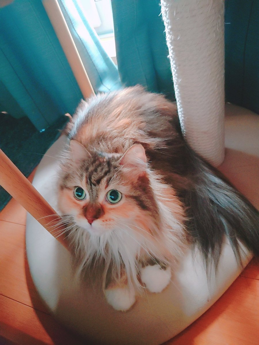 stardust_100337's tweet photo. 猫です https://t.co/HjCTvKw7eR
