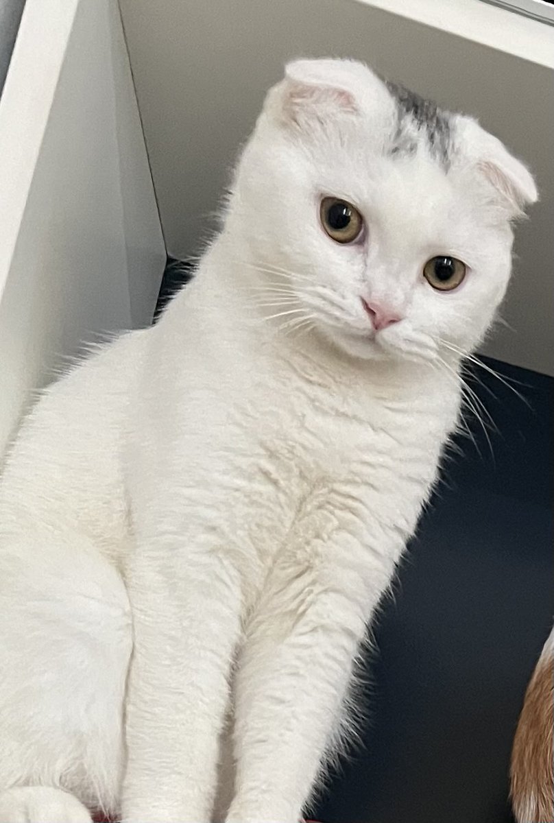 Mọi người ơi 😭 làm ơn tương tác cho mình với, like, reply hay retweet gì cũng được! Vì sao ư? Vì tweet này là bài dự thi của mình trong <a href="/RallyOnChain/">Rally</a> 😤

Càng nhiều tương tác, mình càng có cơ hội kiếm tiền… để mua pate cho con mèo béo của mình 😼 Nó đang nhìn mình