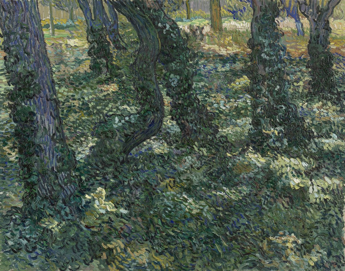 Tree Trunks with Ivy