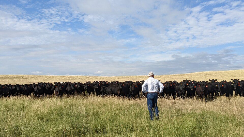 wcreec's tweet image. Learn practical, low-stress livestock handling techniques from experts in the field at the NCTA Stockmanship Clinic on Oct. 24–26! 🐮 
Register now ›› buff.ly/C4itukv 📲